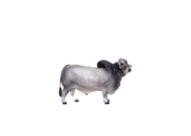 Brahman Bull